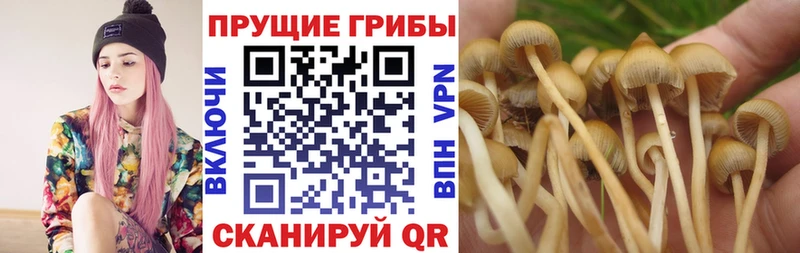 Псилоцибиновые грибы мицелий хочу Ленск
